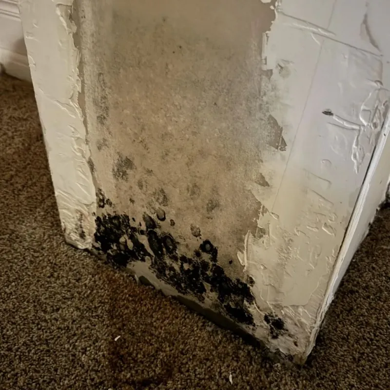 Professional Mold Removal in Seymour, IN